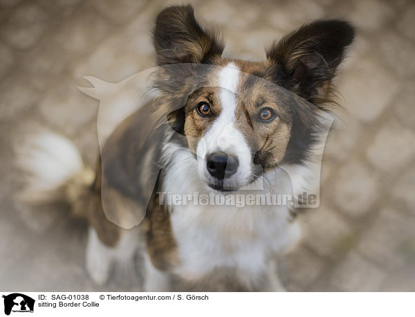 sitzender Border Collie / sitting Border Collie / SAG-01038