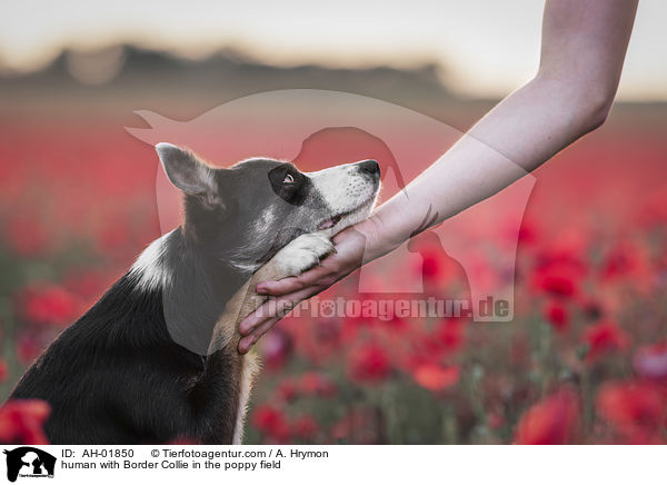 human with Border Collie in the poppy field / AH-01850