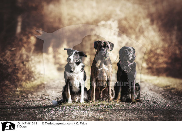3 Dogs / KFI-01511