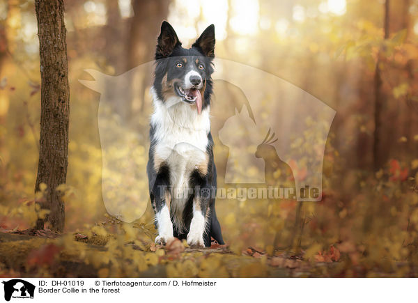 Border Collie im Wald / Border Collie in the forest / DH-01019