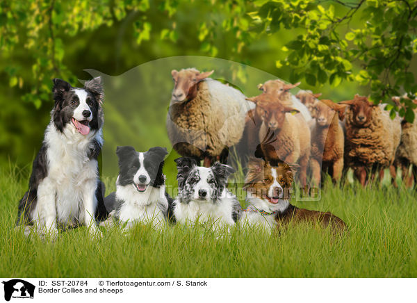 Border Collies and sheeps / SST-20784