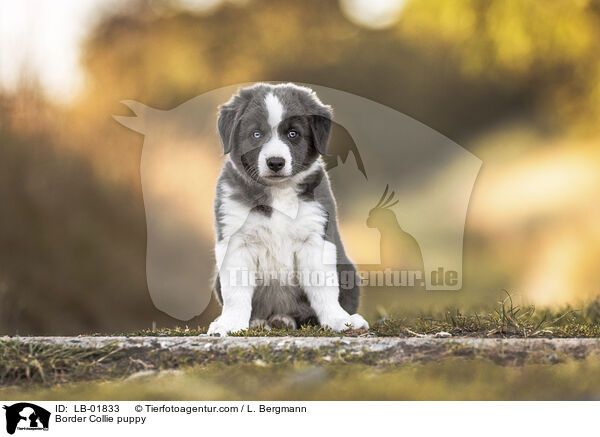 Border Collie puppy / LB-01833