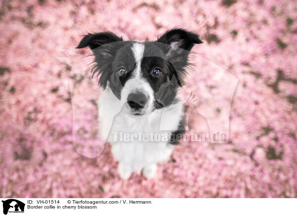 Border collie in cherry blossom / VH-01514