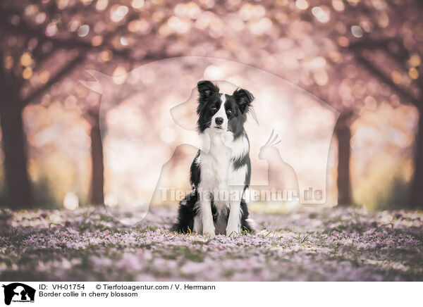 Border collie in cherry blossom / VH-01754