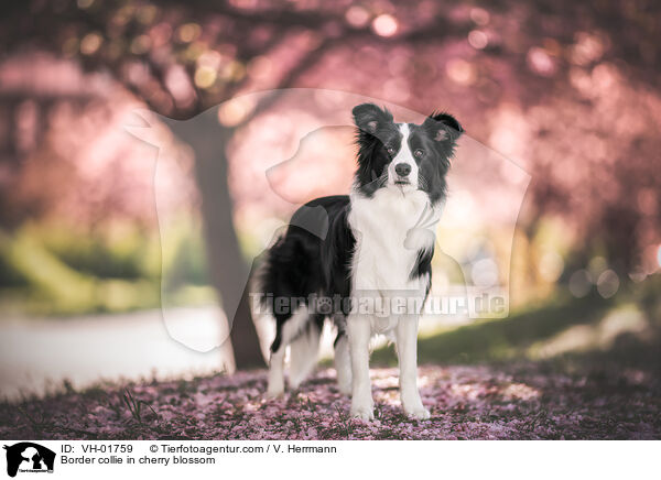 Border collie in cherry blossom / VH-01759