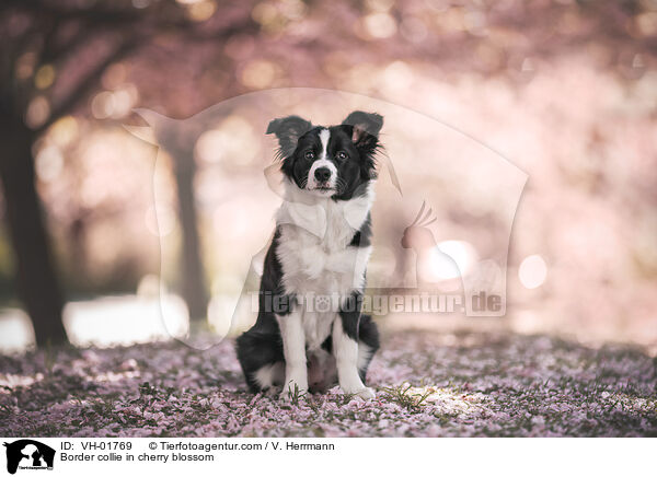 Border collie in cherry blossom / VH-01769