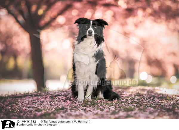Border collie in cherry blossom / VH-01782