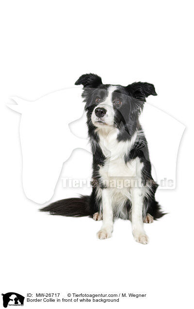 Border Collie in front of white background / MW-26717