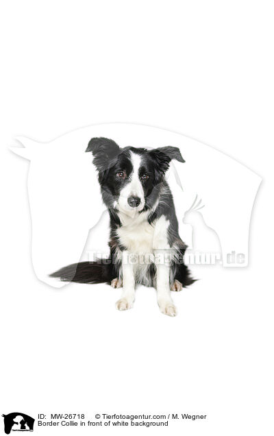 Border Collie in front of white background / MW-26718