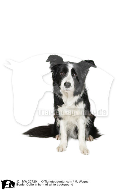 Border Collie in front of white background / MW-26720