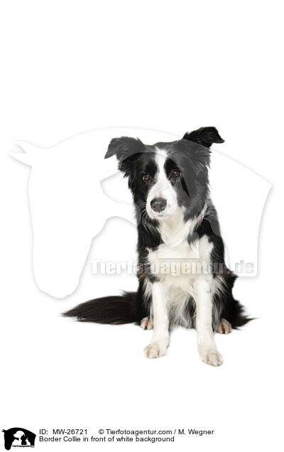 Border Collie in front of white background / MW-26721