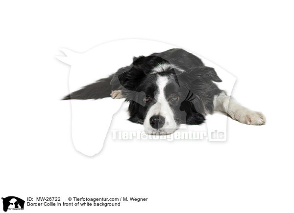 Border Collie in front of white background / MW-26722