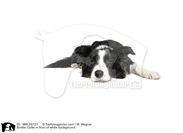 Border Collie in front of white background / MW-26723