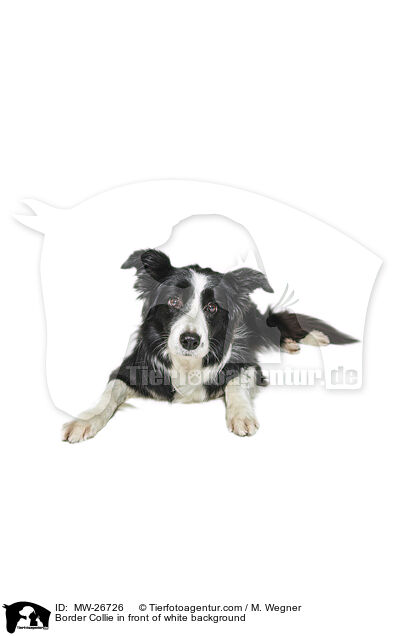 Border Collie in front of white background / MW-26726