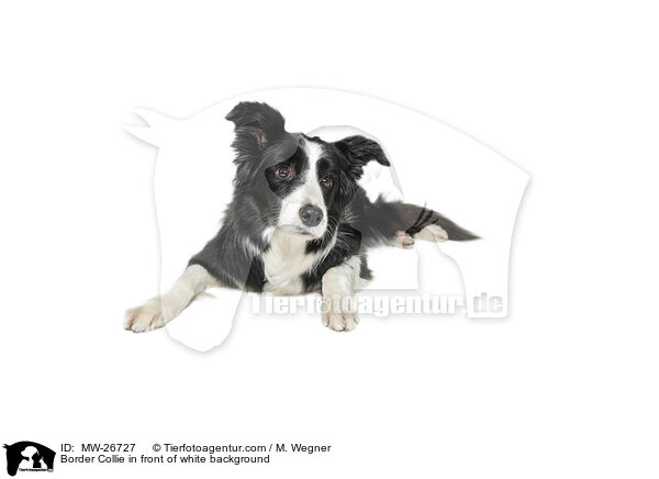 Border Collie in front of white background / MW-26727