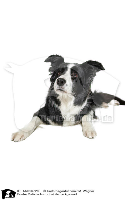Border Collie in front of white background / MW-26728