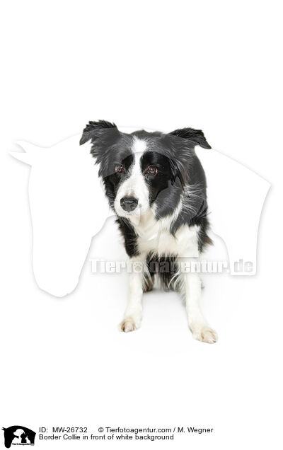 Border Collie in front of white background / MW-26732