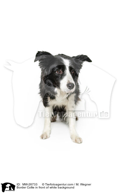 Border Collie in front of white background / MW-26733