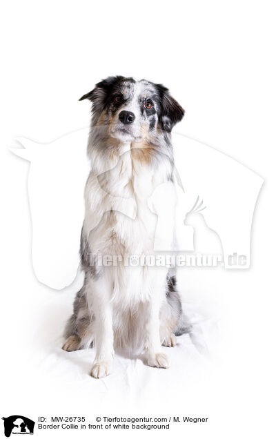 Border Collie in front of white background / MW-26735