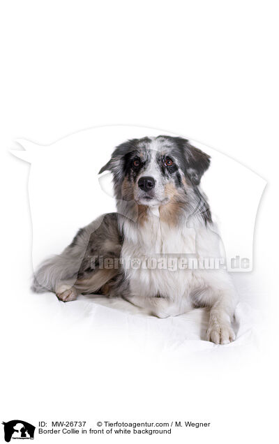 Border Collie in front of white background / MW-26737