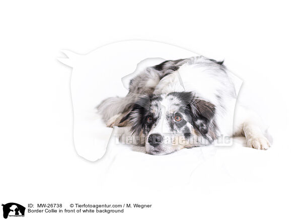 Border Collie in front of white background / MW-26738
