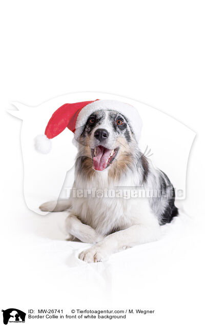 Border Collie in front of white background / MW-26741