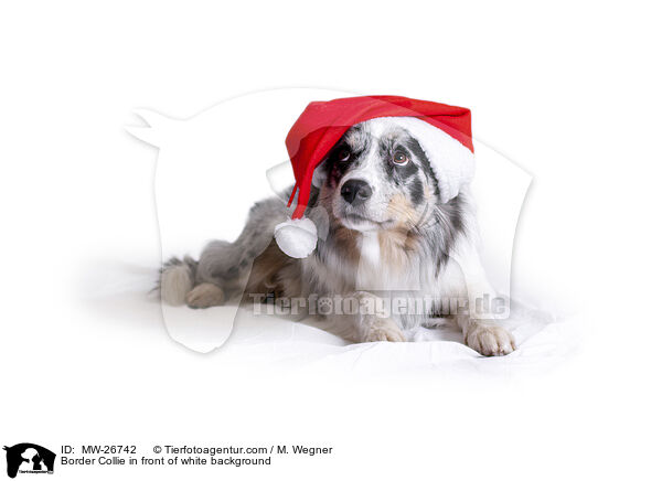 Border Collie in front of white background / MW-26742