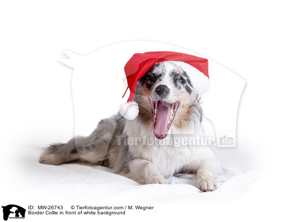 Border Collie in front of white background / MW-26743