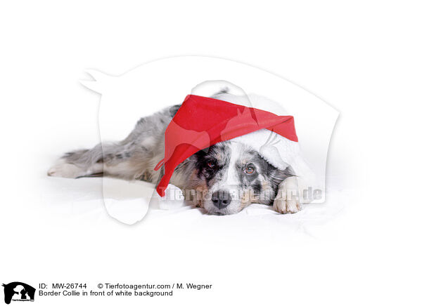 Border Collie in front of white background / MW-26744