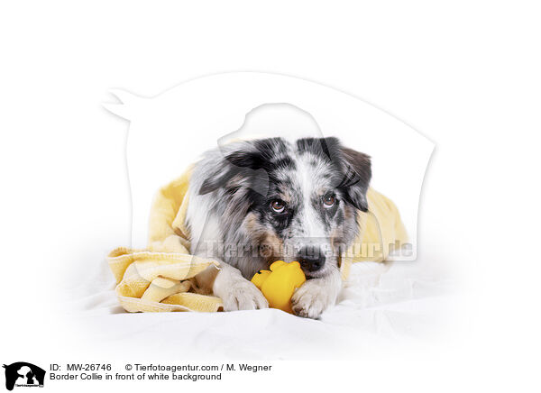 Border Collie in front of white background / MW-26746