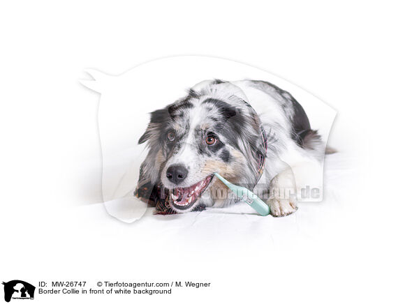 Border Collie in front of white background / MW-26747