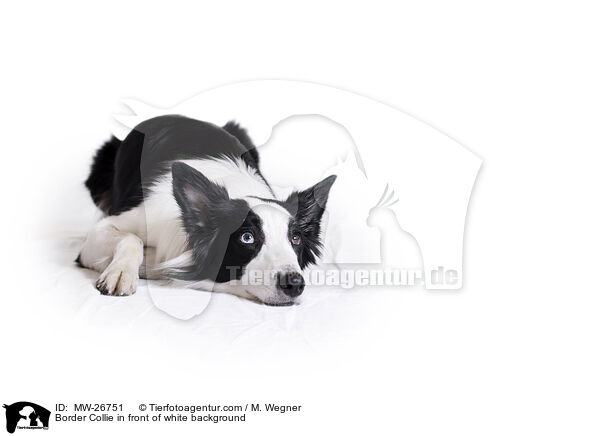 Border Collie in front of white background / MW-26751