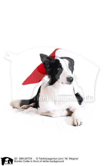 Border Collie in front of white background / MW-26754