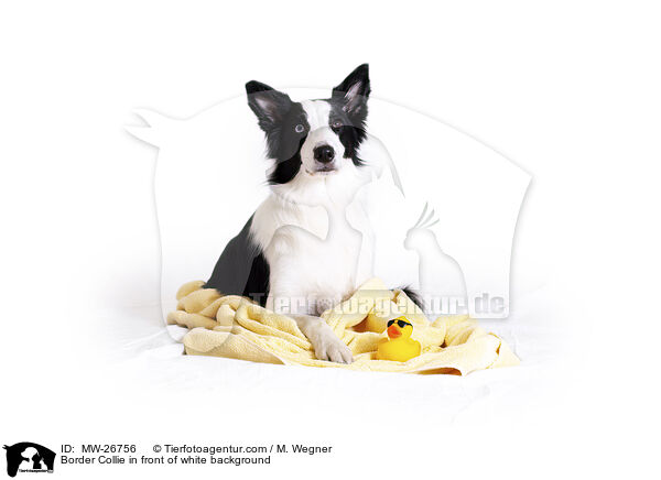 Border Collie in front of white background / MW-26756