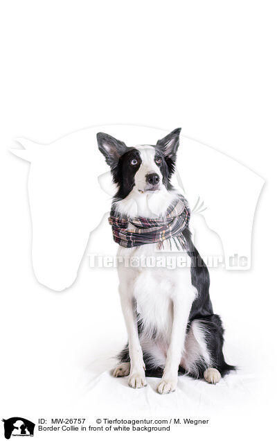 Border Collie in front of white background / MW-26757