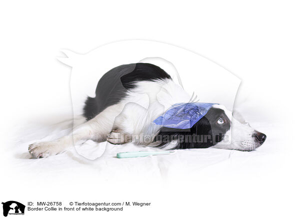 Border Collie in front of white background / MW-26758