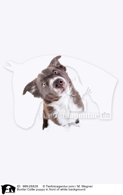 Border Collie puppy in front of white background / MW-26828