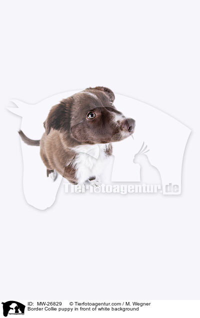 Border Collie puppy in front of white background / MW-26829