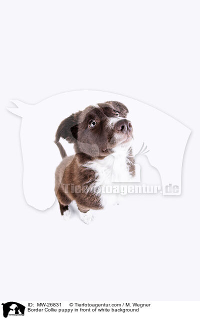 Border Collie puppy in front of white background / MW-26831