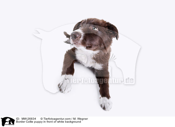 Border Collie puppy in front of white background / MW-26834