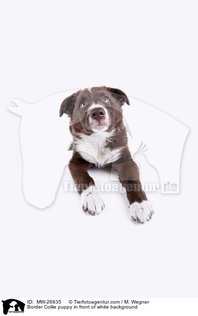 Border Collie puppy in front of white background / MW-26835