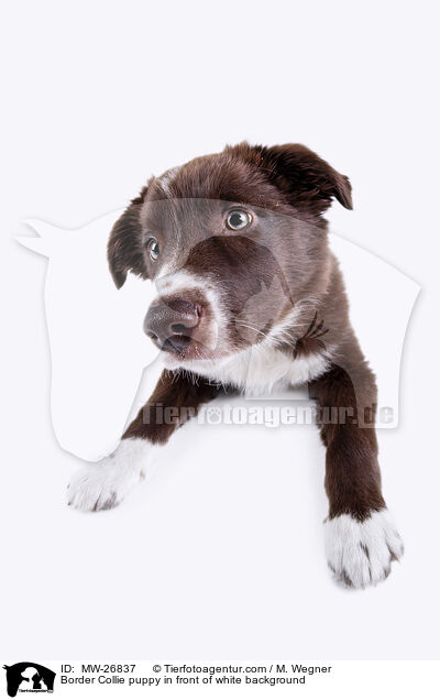 Border Collie puppy in front of white background / MW-26837