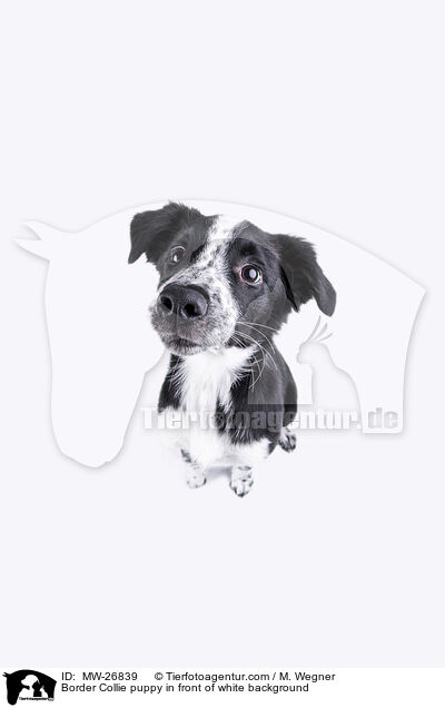 Border Collie puppy in front of white background / MW-26839