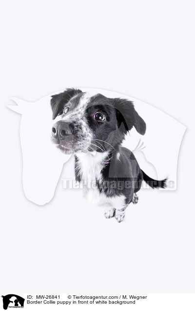 Border Collie puppy in front of white background / MW-26841