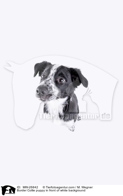 Border Collie puppy in front of white background / MW-26842