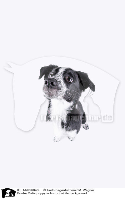 Border Collie puppy in front of white background / MW-26843