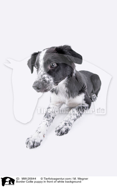 Border Collie Welpe auf weiem Hintergrund / Border Collie puppy in front of white background / MW-26844