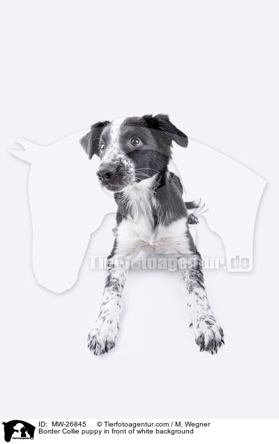Border Collie puppy in front of white background / MW-26845