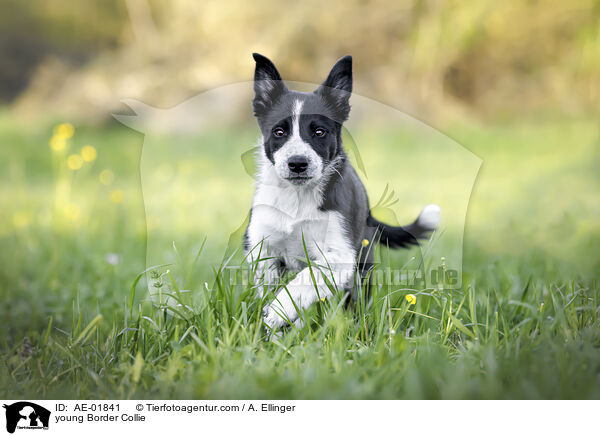 junger Border Collie / young Border Collie / AE-01841
