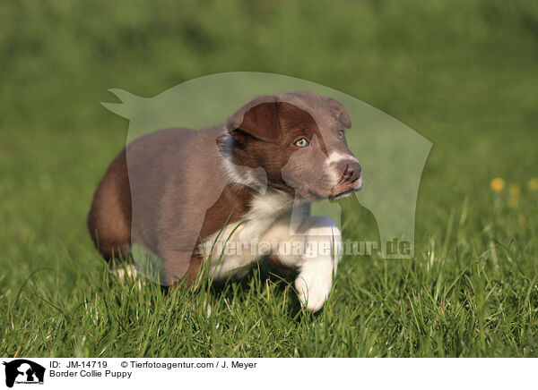Border Collie Puppy / JM-14719